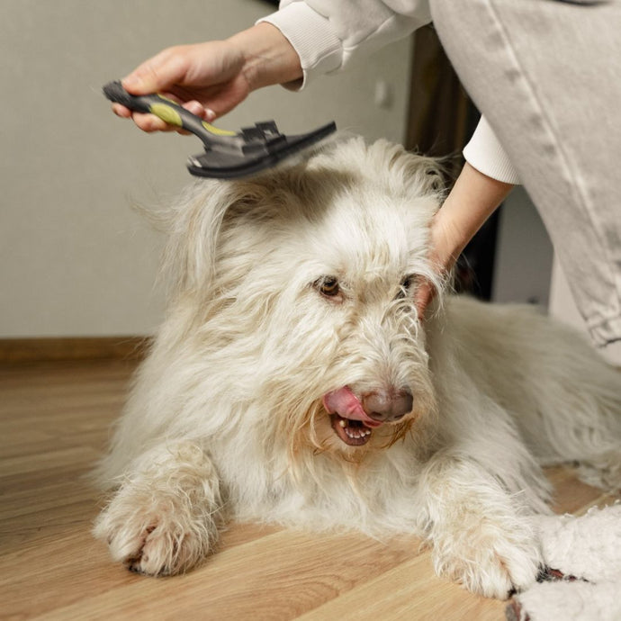 How to Groom your Dog at Home like a Pro