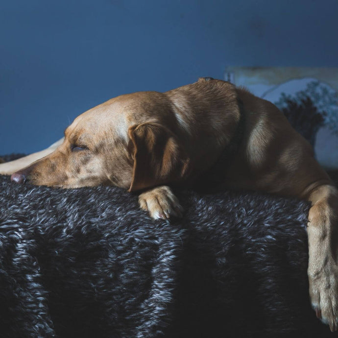 7 Natural Ways To Reduce Your Dog's Anxiety